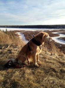 Ellie contemplating the leap